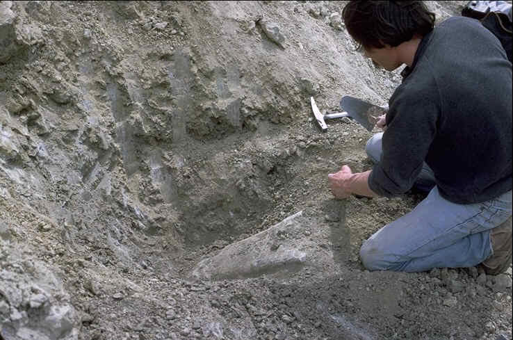 Extraction d'un humris de Dinosaure , environs de Castigno ( Hrault ) , auteur : Ph.Kerourio , reproduction interdite.jpg (120181 octets)