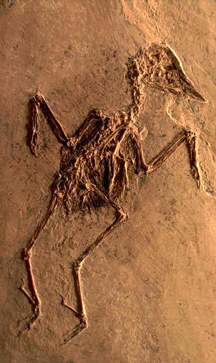 Oiseau fossile ? Oligocne lacustre des environs de Vachres ( Vaucluse ) , photographie : Ph.Kerourio , reproduction interdite.jpg (105001 octets)