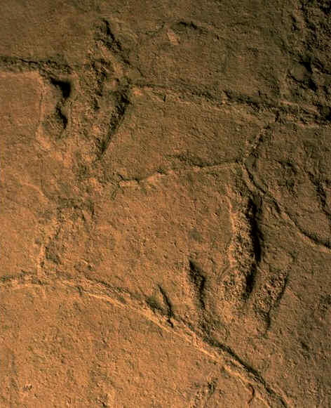 Empreintes de pas de Dinosaures , Jurassique infrieur du Veillon , Vende , photographie : Kerourio , reproduction interdite.jpg (115981 octets)